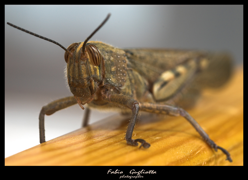cavalletta d'autunno
