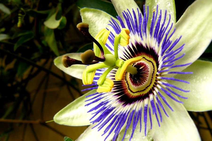 Passiflora 4