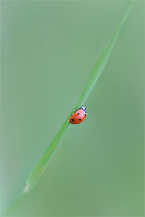 Coccinella