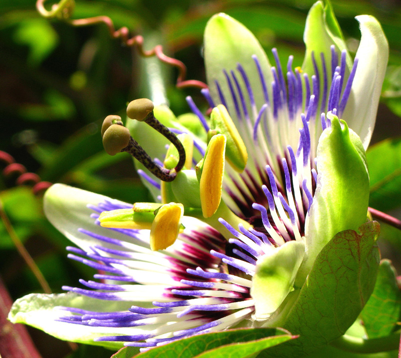 Passiflora...