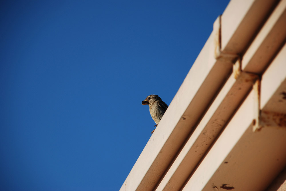 Piccolo visitatore sardo