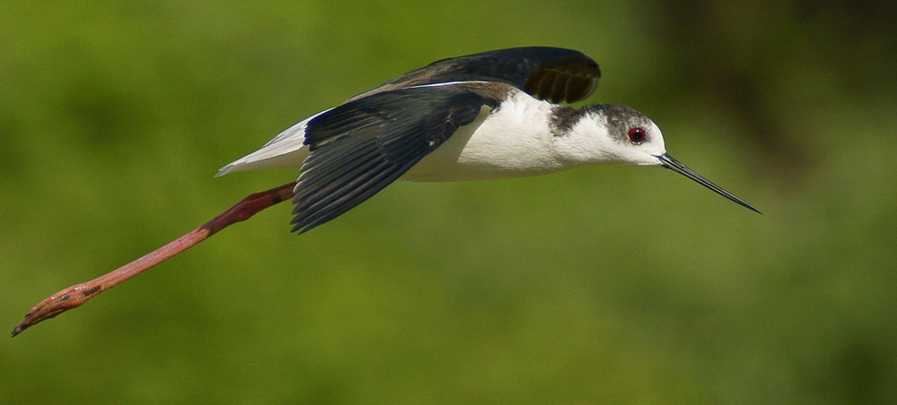 Cavaliere d'Italia in volo