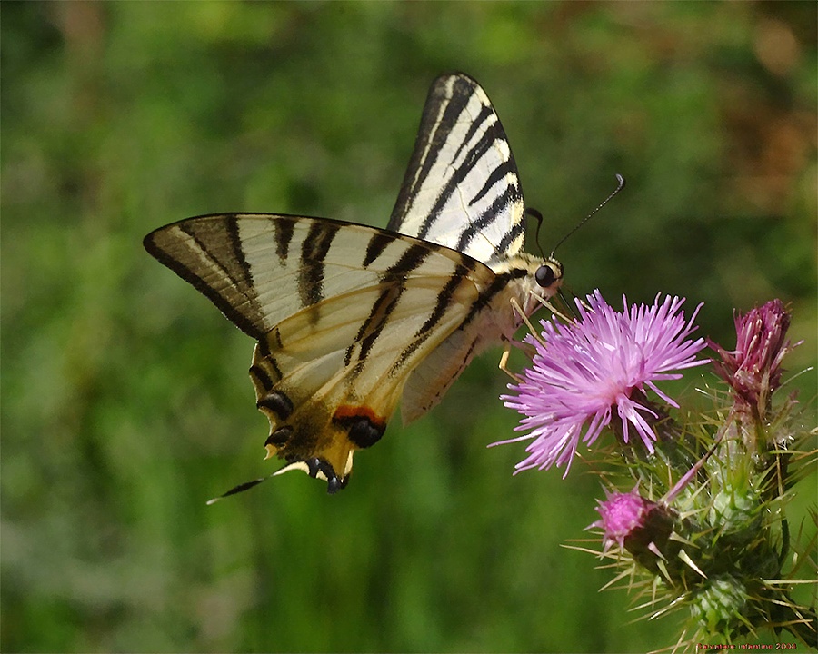 Articoli di fine stagione !