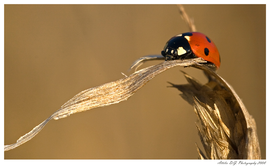 Scivoloneeeeeeeeeeeee