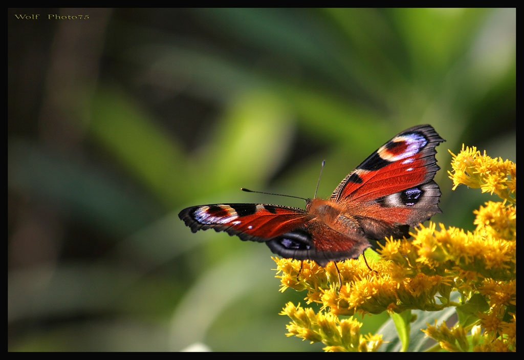 in volo verso il blu