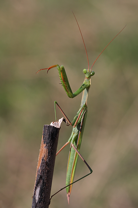 Scalpitante - Mantide