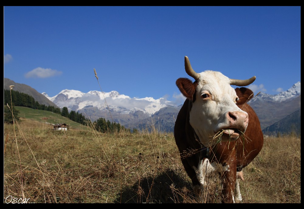 mucca valdostana...