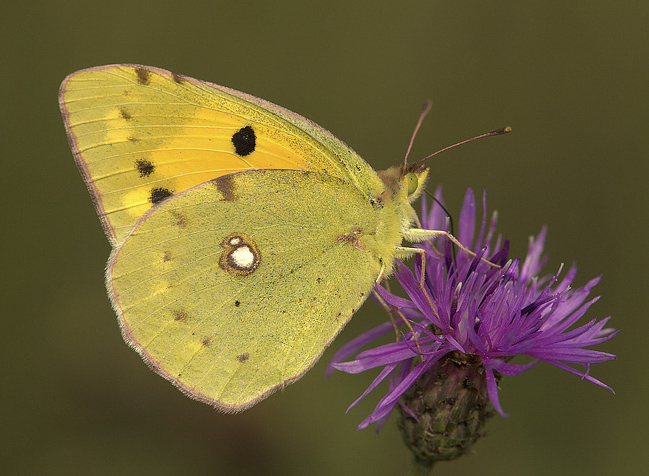 Colias crocea