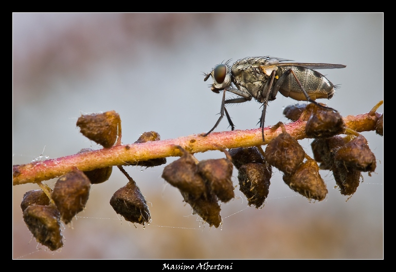 Attraverso il campo minato!