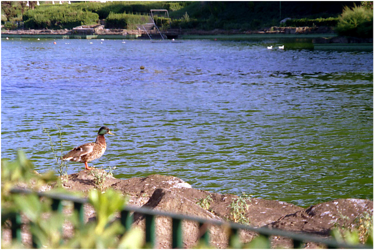 Ed io dovrei bagnarmi in quell'acqua?!?