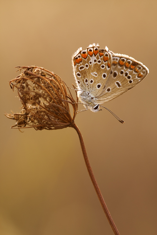 ad amersill,e a tutto il forum