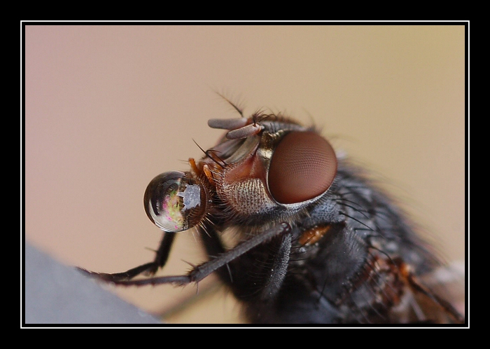 Gonfio il palloncino
