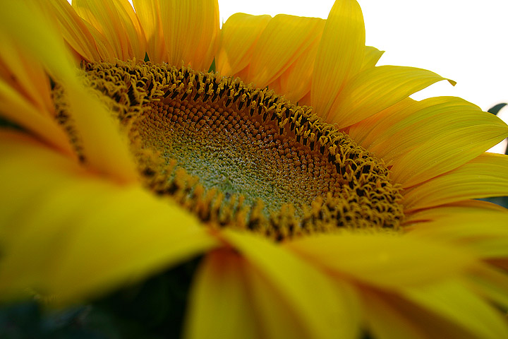 All'interno del Girasole