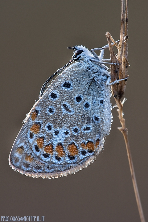 Licenide con ruggiada