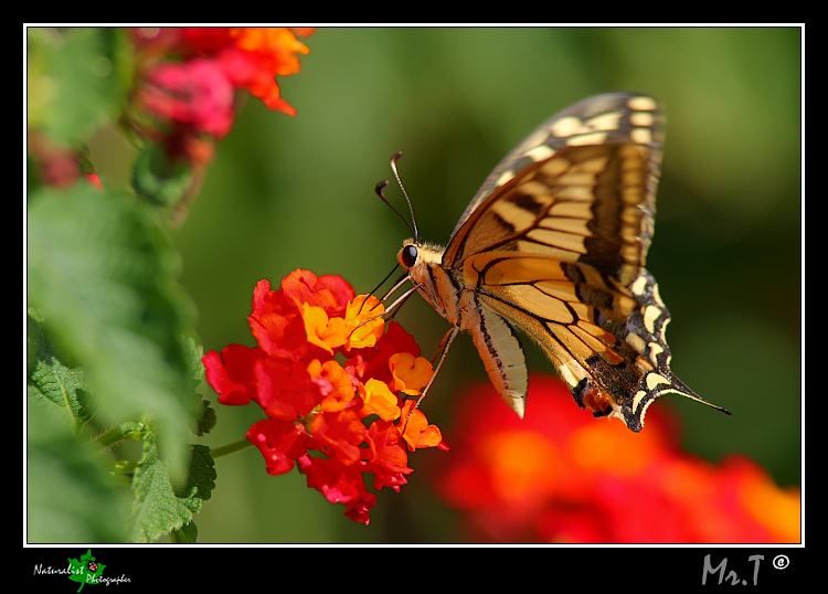 ...veloce come un batter d'ali...