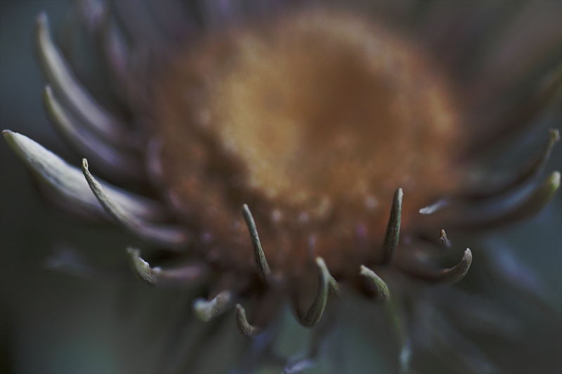 Elogio Dell'Imperfezione