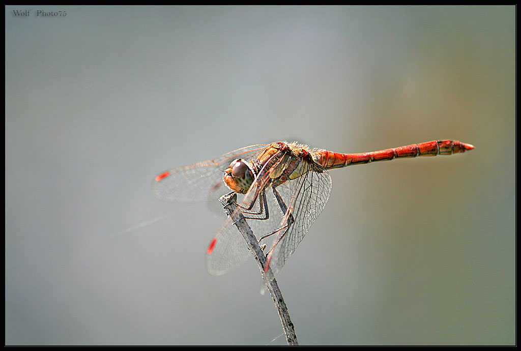 libellula brawn in controluce