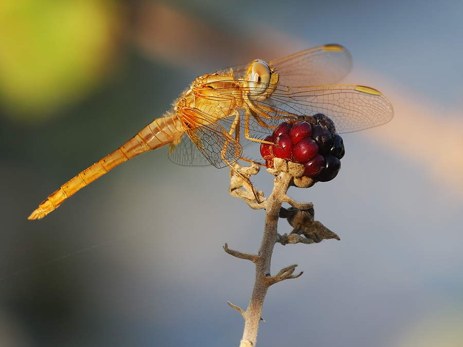 era il tempo delle bionde sulle more