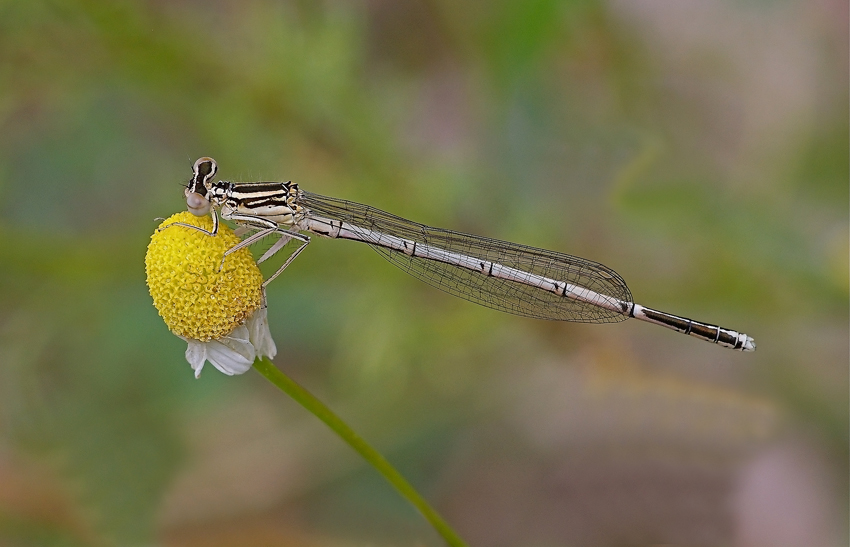 Damigella su camomilla