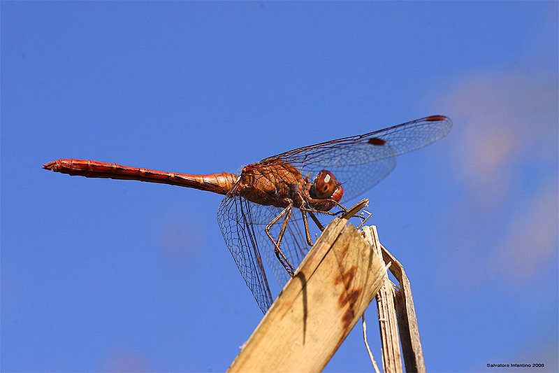 Dall'alto in basso !