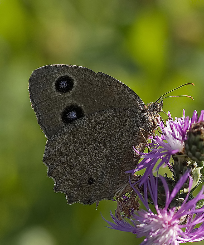 Farfalla,,,,,,,,,,,,