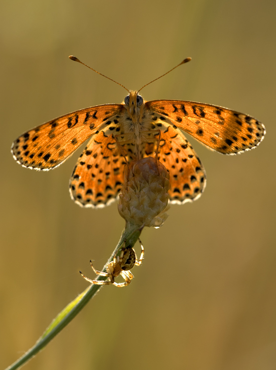 Il ragno e la farfalla