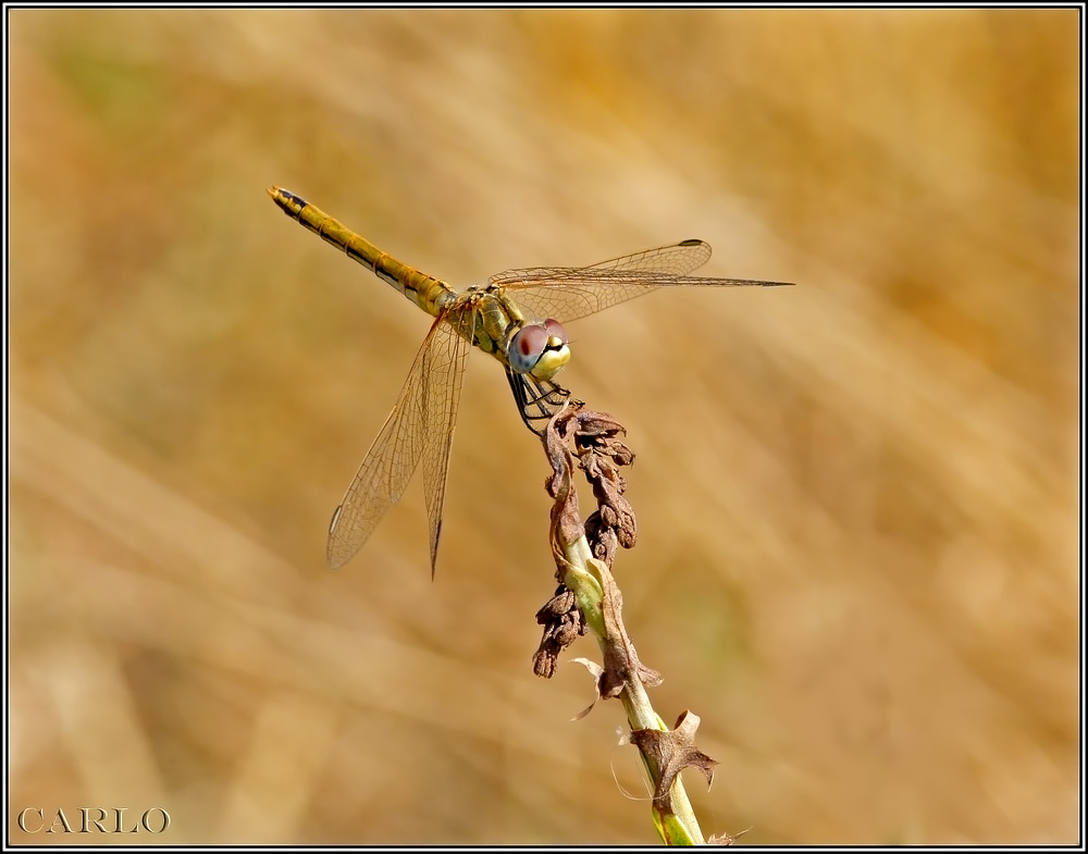 libellula