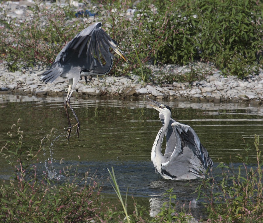 scaramucce tra aironi