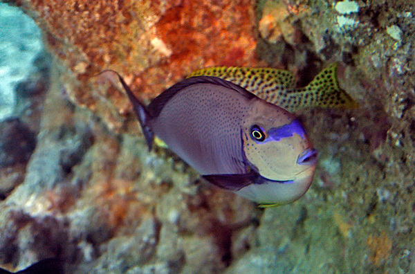 l'acquario 14