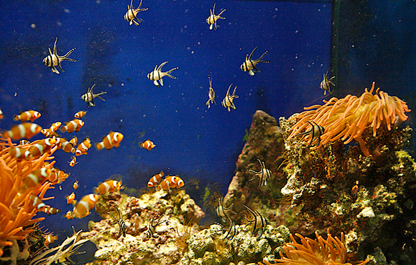 l'acquario 10