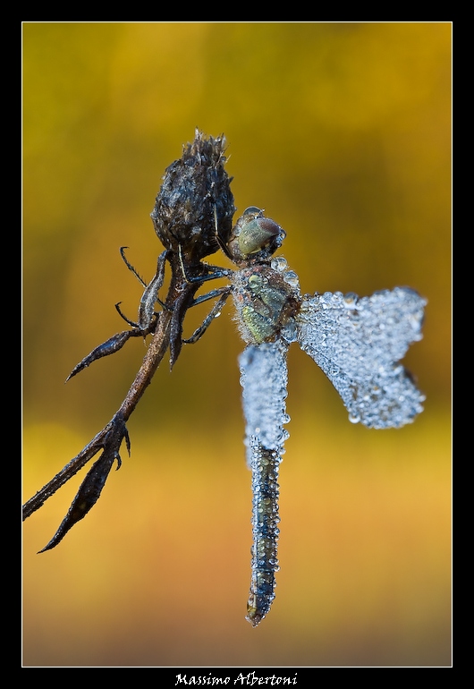 Mi sento tanto un surgelato!