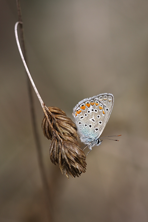 Nostalgia - Licenide