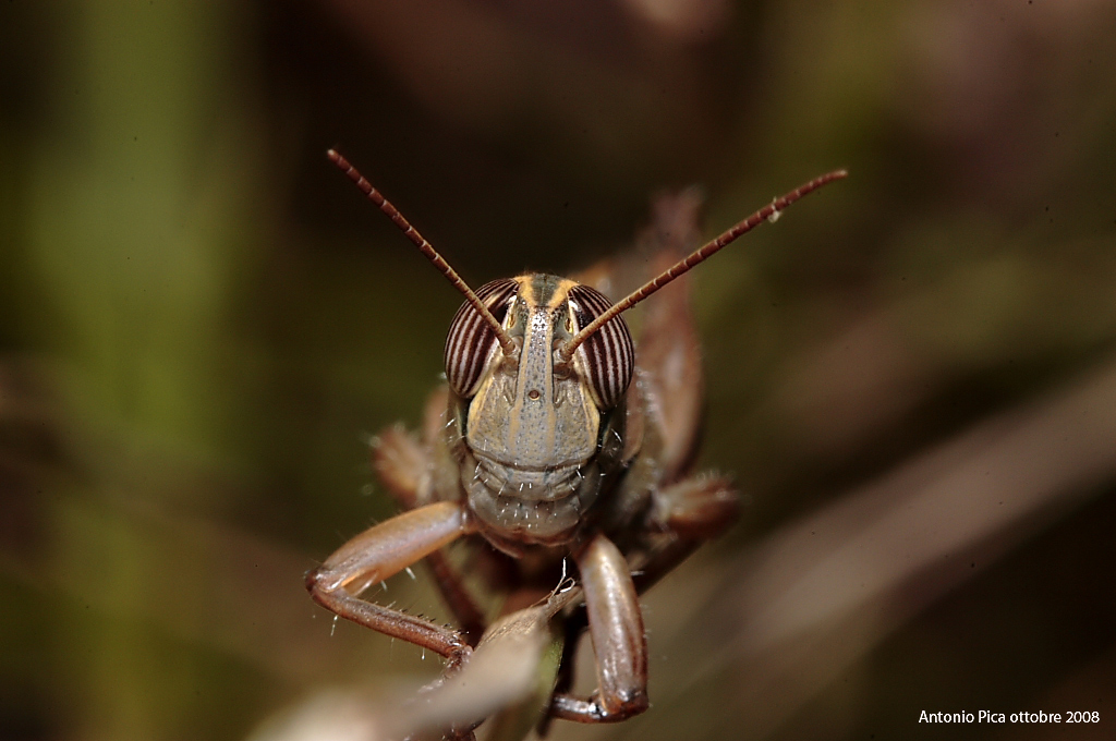 Voglio fare il modello