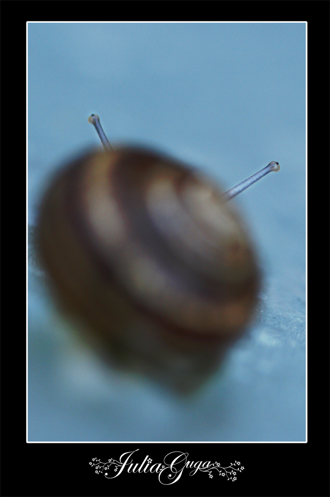snail