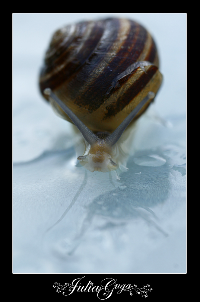 snail3