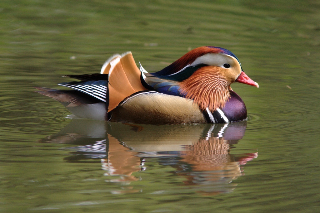 Full color mandarina