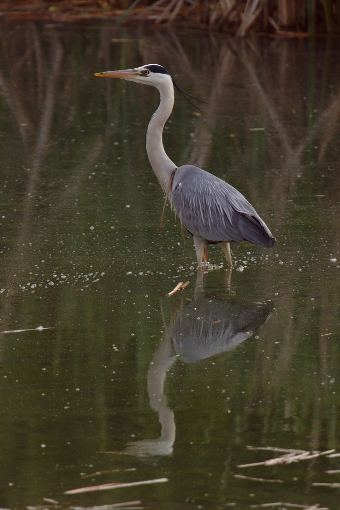 Cenerino con collana