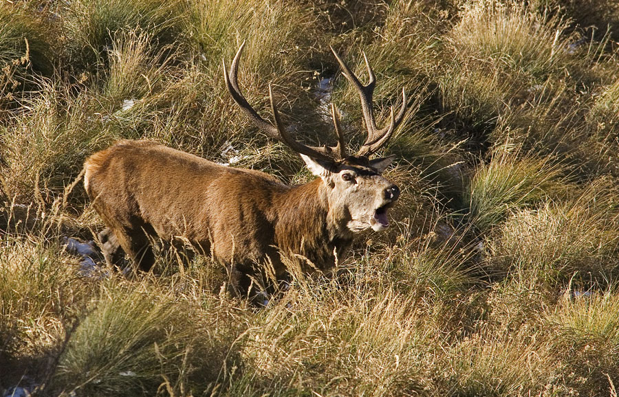 Cervus elaphus - Cervo in bramito