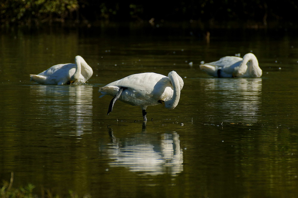 Sincronisno perfetto