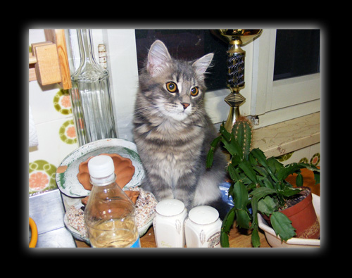 Nuovo soprammobile da cucina...