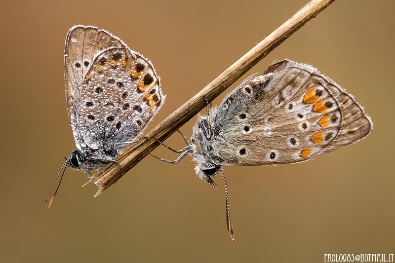 Two is meglio che one