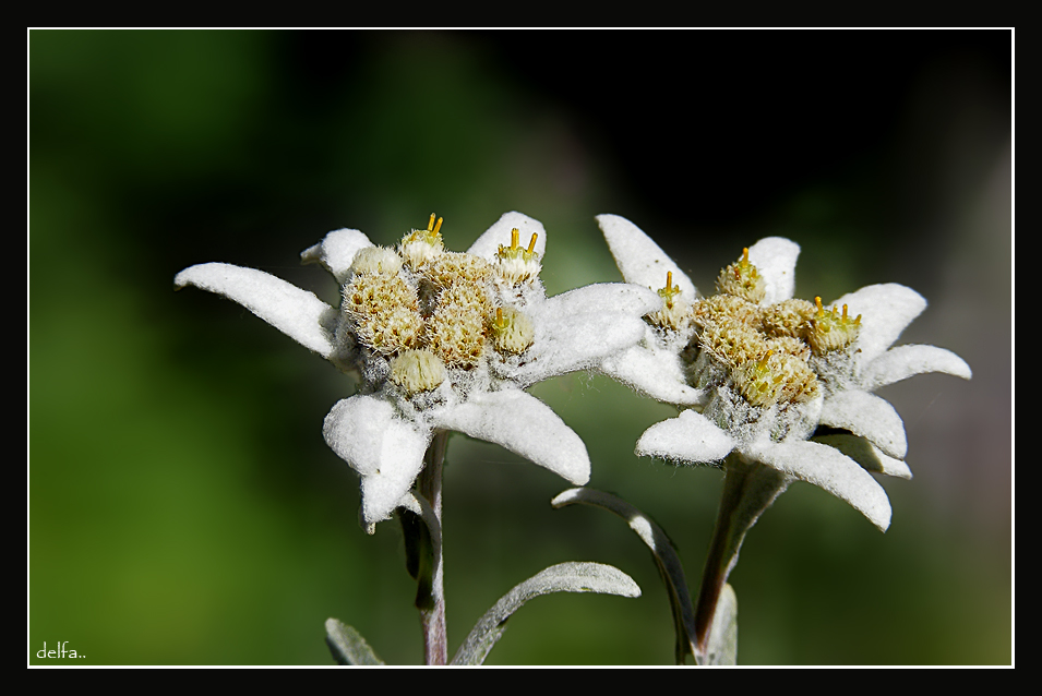 IL FIORE ALPINO..