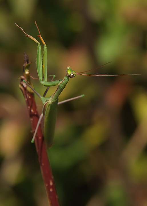 direttore d'orchestra