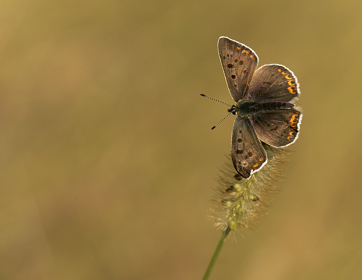Lycaena tityrus maschio.