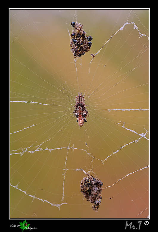 Piccolissimo...ma fa gi� stragi!