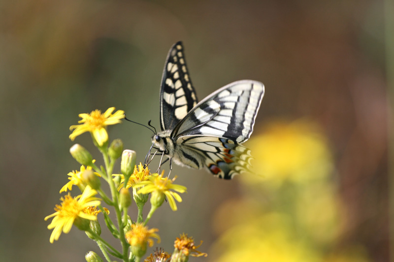 Con la cannuccia......