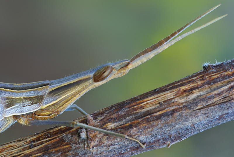 Acrida ungarica ( 2 foto )