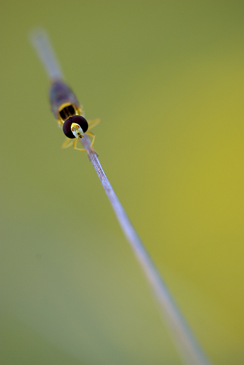 Lul� � sempre Lul�