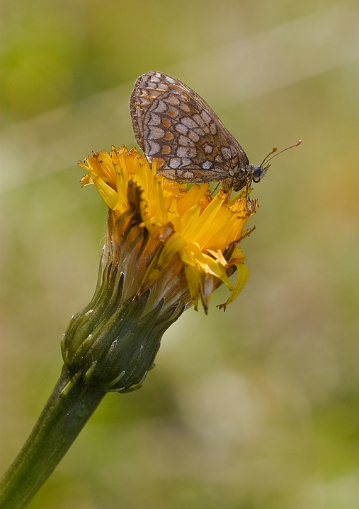 posatoio accogliente
