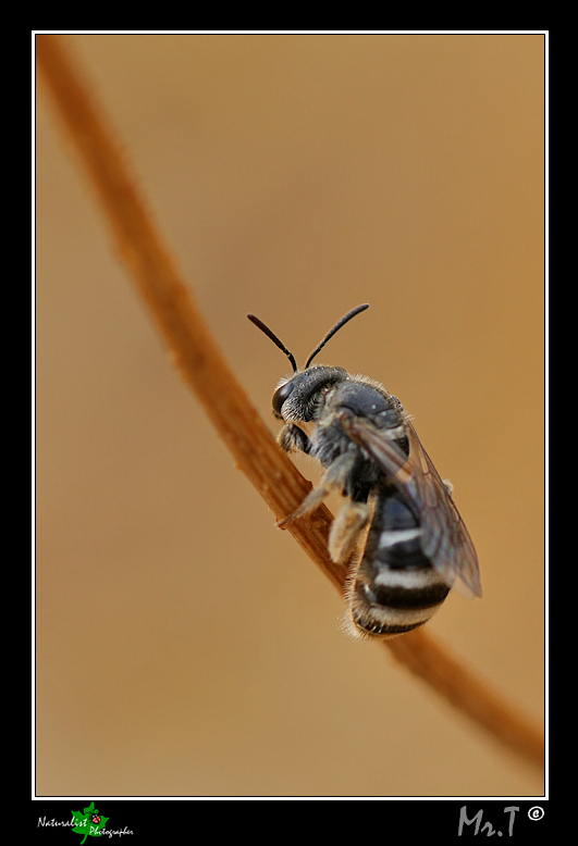 No! non voglio essere fotografata!!!